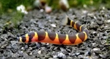 Acantophthalmus kyulya: сложността на съдържанието в домашния аквариум